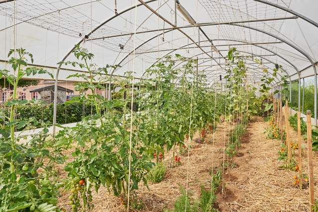 Maison Caillet | Vegetable garden
